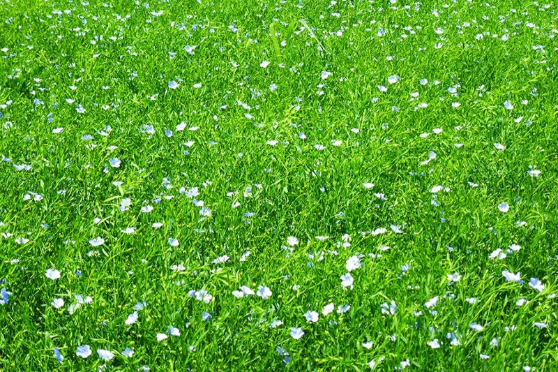 種植基地